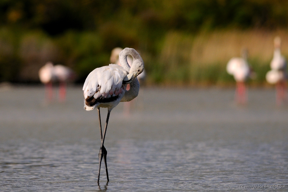 15185 Phoenicopterus roseus (Fenicottero rosa).jpg